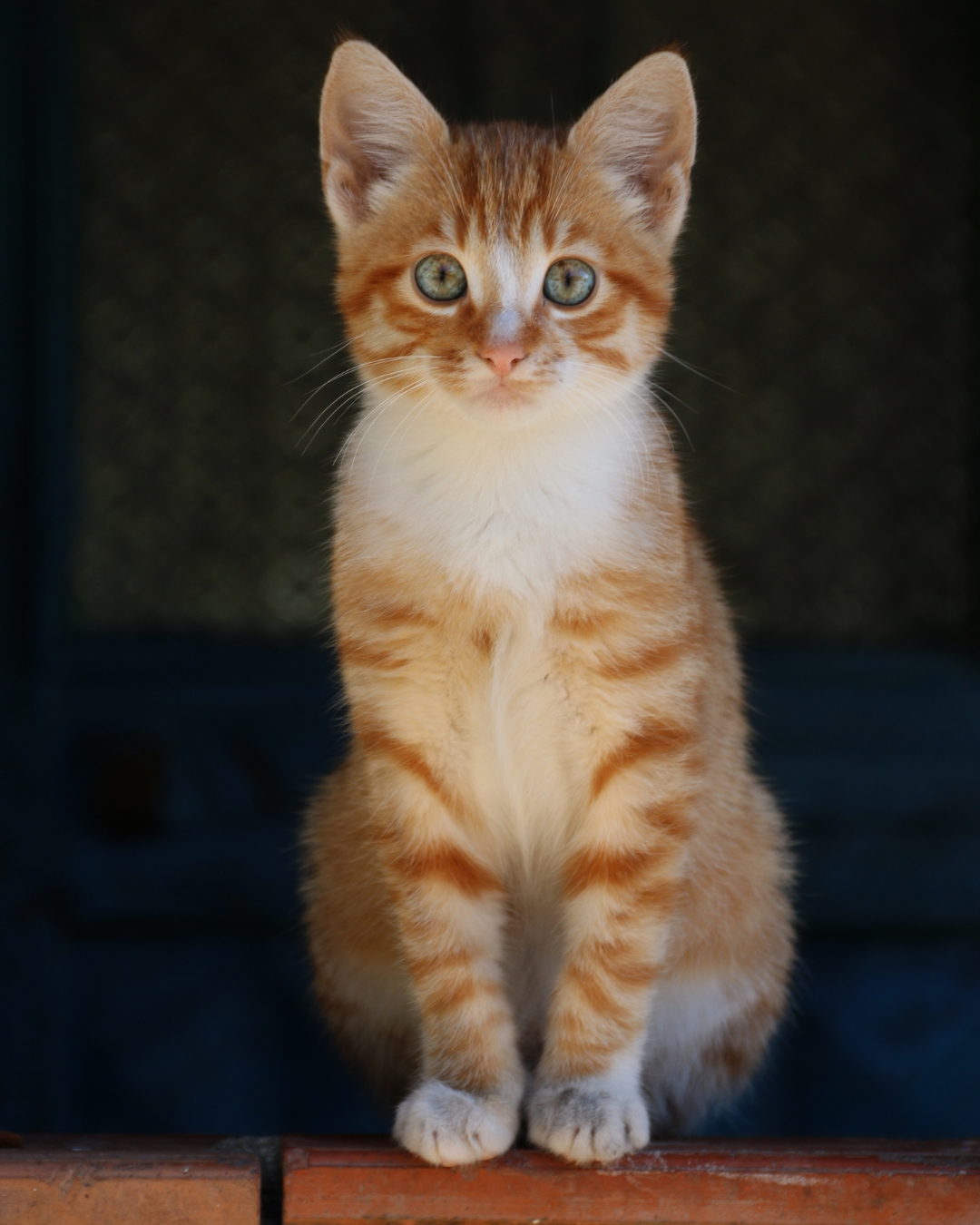 comida-para-gato-ourense