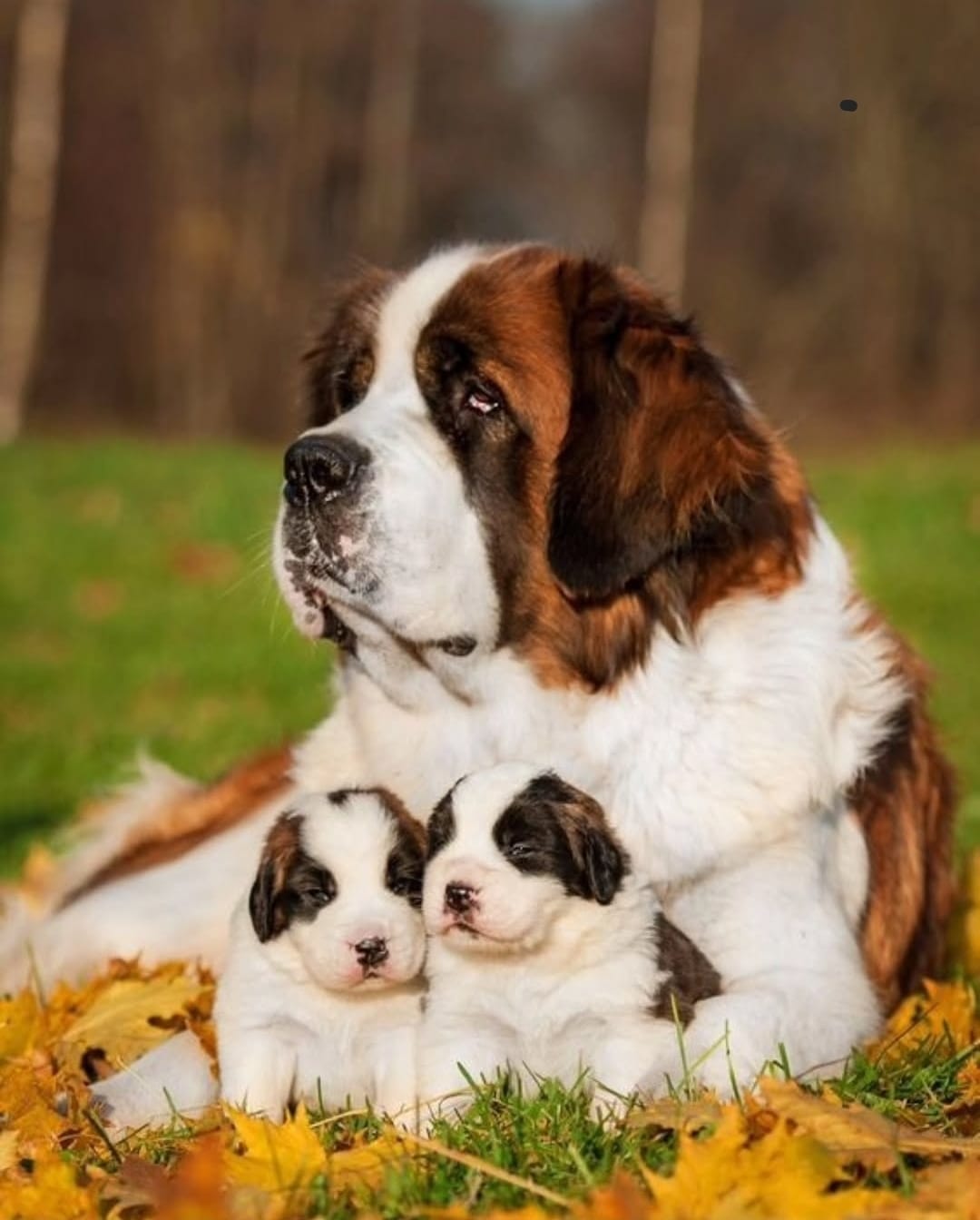 comida-sin-cereales-para-perros